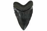 Serrated, Fossil Megalodon Tooth - South Carolina #169187-1